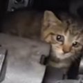 トラックのエンジンルームで半日以上も…『怯えていた子猫』を保護して翌日…