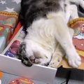 月1の楽しみ♡猫ちゃんと一緒に猫グッズ開封の儀！