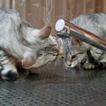 猫が蛇口から水を飲みたがる理由３つ