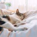 猫も『人をバカにする』ことがある？そう感じさせる5つの行動　実際はどう…