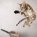 ジャンプする猫5連発！どれぐらい飛べる？どんな時に飛ぶ？