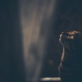 猫が『夜行性』だと勘違いされやすい理由4つ　実際の生活リズムや習性に関…