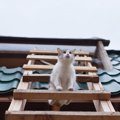 猫はしごのおすすめ３選、はしごつきのキャットタワーも紹介