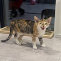 『シャーシャーだった野良猫』にママが沢山話しかけた結果…まさかの4…