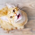 猫に『呼びかけ』が届いている時の仕草4選！振り向いてくれないときの…