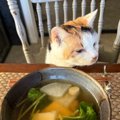 お雑煮を作るのに『猫のために茹でていた鶏肉』を拝借した結果…19歳の…