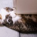 おもしろいものが見えるの？変わった場所で寝る猫さん