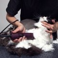 飼い主に募る不安…猫の毛を刈る「悪質なイタズラ」が横行　ニュージー…