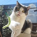 ４匹の猫たちを中庭で散歩させてみると…『のんびりと幸せな時間』に超…