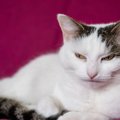 『拗ねている猫』がする仕草・行動3つ！ご機嫌をなおしてもらう方法は？