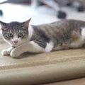 爪を研ぐのも寝転がるのも◎ゴザの良さを再確認する猫ちゃん