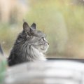 猫と『車に乗せる』ときに注意すべきこと4つ　思わぬトラブルの可能性…