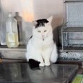 『イタズラした子猫』を叱ろうとした結果…反省する姿が可愛すぎると23…