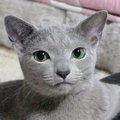 クッションにおててをついて『座っていた猫』…あまりにもカッコよすぎ…