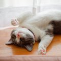 『ポジティブな性格の猫』が持っている特徴3つ　飼いやすさにつながる理由…
