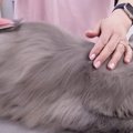 長毛猫をプロがシャンプーした結果→『毛の色』が変化して……『劇的なビ…
