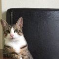 なぜ猫は『飼い主の帰宅時間』を予知できるの？