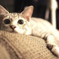 猫を飼うと起こる『生活の変化』５つ