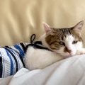 休日に映画鑑賞をするパパ→お腹の上にネコがいて…涙が出るほど尊い『…