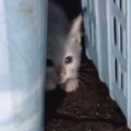 ドブに落ちてしまった子猫を保護→お風呂に入れると『灰色の毛』が…感…