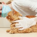 猫の更年期障害である甲状腺機能亢進（こうしん）症とは