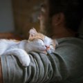  飼い主の「もしも」に備える、『猫』のための新しい保険「みらいの約…