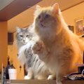 キッチンでマグロをつぶすママ→目撃してしまったネコが…悲痛すぎる『…