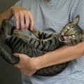 猫に絶対してはいけない『ダメな愛情表現』4つ　愛を感じるどころかス…