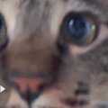 『ペットカメラに気付いた猫』→不思議そうに見つめて…可愛すぎる『表…