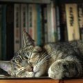 仲良くしたり喧嘩したり…大聖堂で「ご近所同士」　人々に深く愛された…
