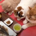 『いいにおいだニャ♡』お母さんの朝ごはんを見つめる猫ちゃんたち