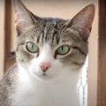 落ち着かない猫ちゃんの鋭い第六感とは！？