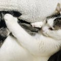 猫は『外見』で人間を認識する？驚くべき認識力の謎を解説