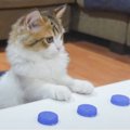 『子猫とシャッフルゲーム』やってみた結果…賢すぎる反応に3万3000人…