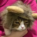 コスプレでテンションが下がってしまった猫さん！