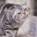猫が『ビニール』をかじりたくなるのは、なぜ？考えられる4つの理由　…