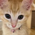 赤ちゃん猫を拾った飼い主さん→獣医に『大きくなるかも』と言われて……