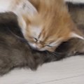 ぴったりとくっついて寝ていた『仲の良い2匹の子猫』→離れたかと思っ…