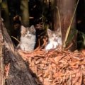 民家の裏山で"母猫が吐き出したフードを食べていた"子猫を保護……