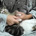 18時間ぶりの再会！猫ちゃんの目にも涙が？！