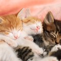 猫にとっての『理想の生活』3選♪飼い主が出来る環境作りとは？