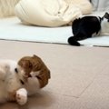 体力ありすぎーっ！預かり中の猫さんとたくさん遊んで大満足な猫くん