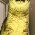 『ライトに照らされていた猫』→顔を見たら……思わず恐怖を感じる『ホラ…
