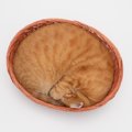 猫が『体を丸めて寝ている』ときの理由4選　よく見るニャンモナイトには色…