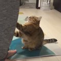 猫ちゃんのごはんアピールが可愛すぎる件♡