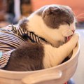 猫の『グルーミング』が果たす3つの大切な役割　ただキレイにするため…