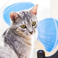 猫の夏バテを防ぐ4つの対策とおすすめひんやりグッズ