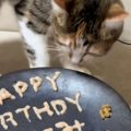 猫の誕生日に『バースデープレート』を用意した結果…涙が止まらない『…