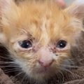 ボロボロの状態で保護された子猫…たくさんの愛情を注がれ『幸せを掴む…