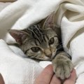 飼い主に愛されている猫の特徴5つ